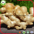 Croissance naturelle de gingembre frais de vente d&#39;usine chinoise
